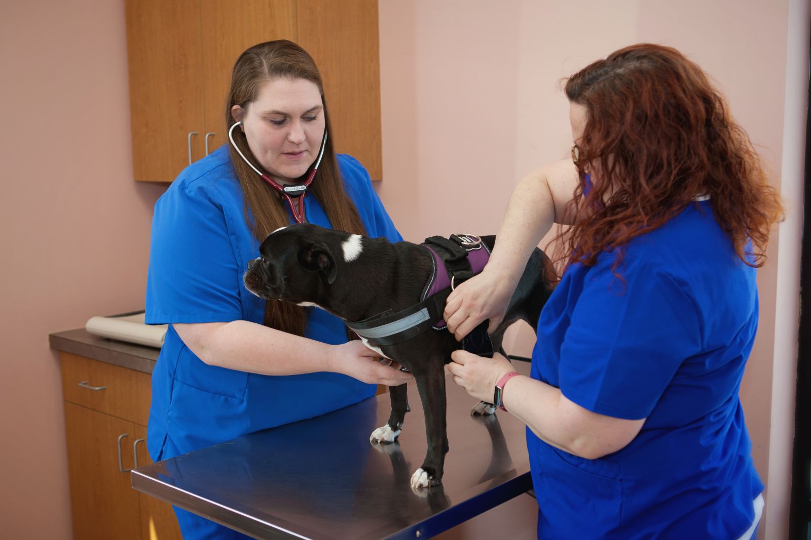 Veterinarians doing a pet exam on a dog in Lincoln, NE