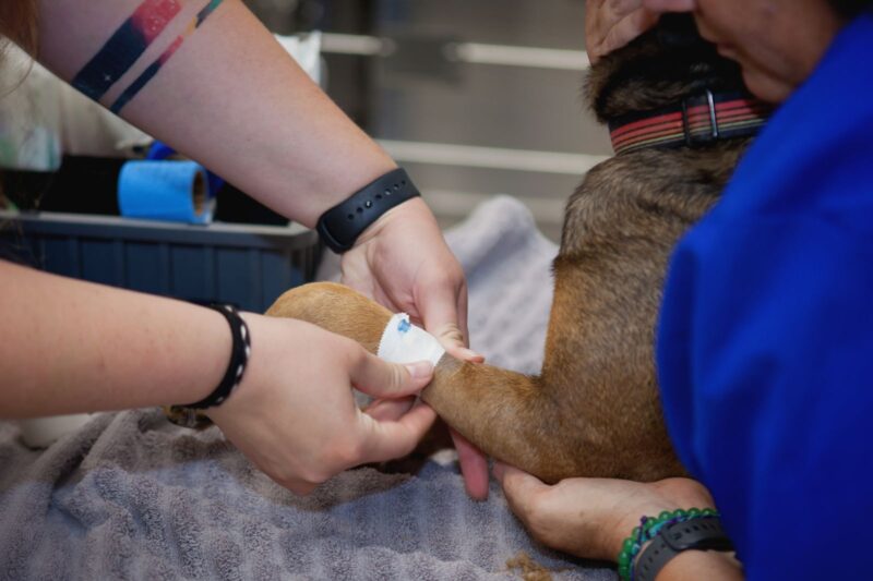 Services Veterinary Emergency Services of Lincoln