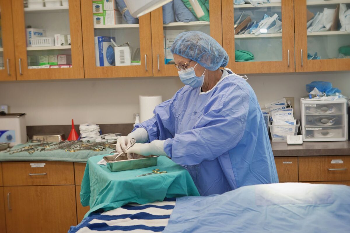 Pet Surgery in Lincoln Veterinary Emergency Services of Lincoln