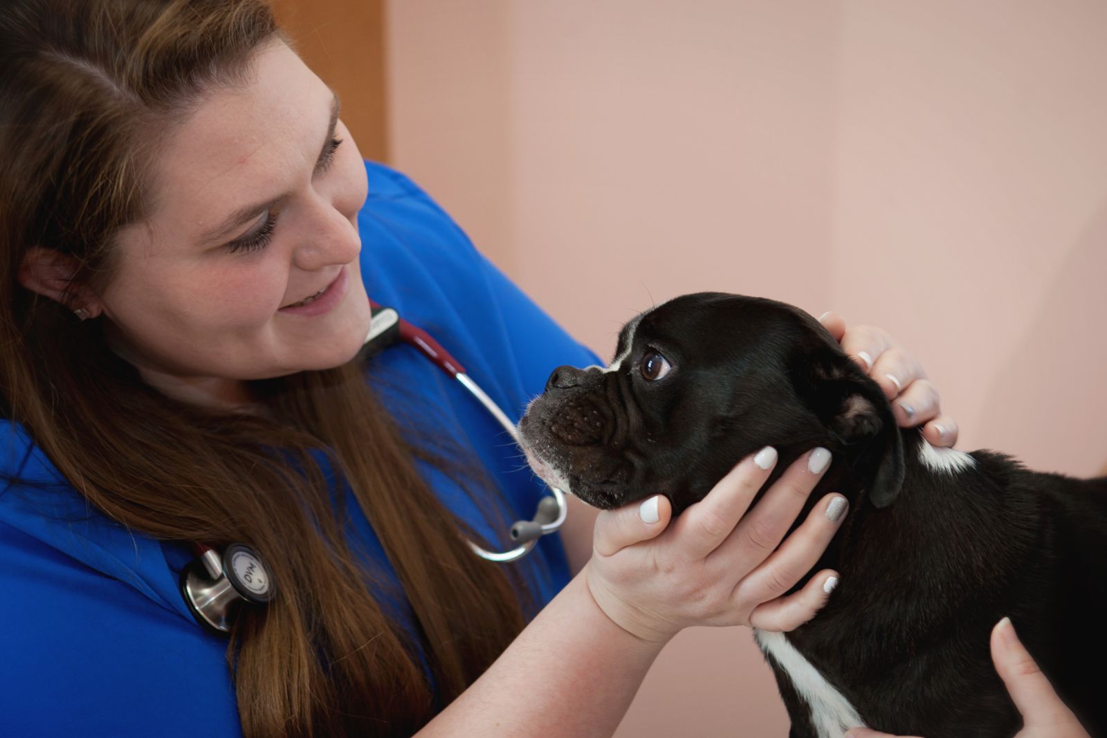 Emergency vet examining dog in animal hospital in Lincoln, NE